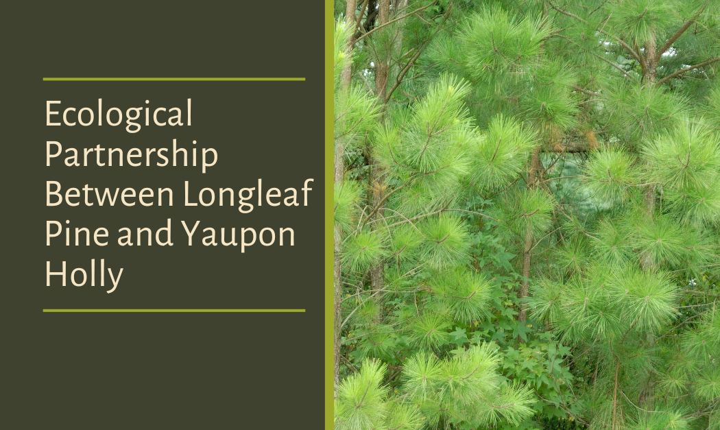 Ecological Partnership Between Longleaf Pine and Yaupon Holly