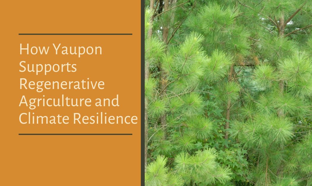 How Yaupon Supports Regenerative Agriculture and Climate Resilience