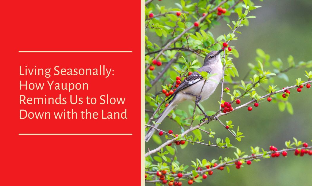 Living Seasonally: How Yaupon Reminds Us to Slow Down with the Land