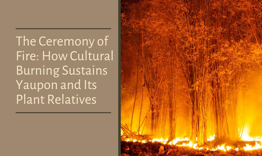 The Ceremony of Fire: How Cultural Burning Sustains Yaupon and Its Plant Relatives
